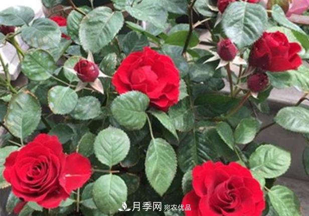 新手养月季须知的“四大点”，熟练掌握，才能轻松养爆盆(图1)