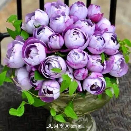 月季品种这么多，就属这7种香味最好闻(图8)