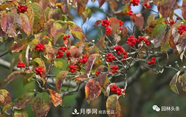 南阳南召：玉兰月季等优势乡土花木行情喜人(图2)