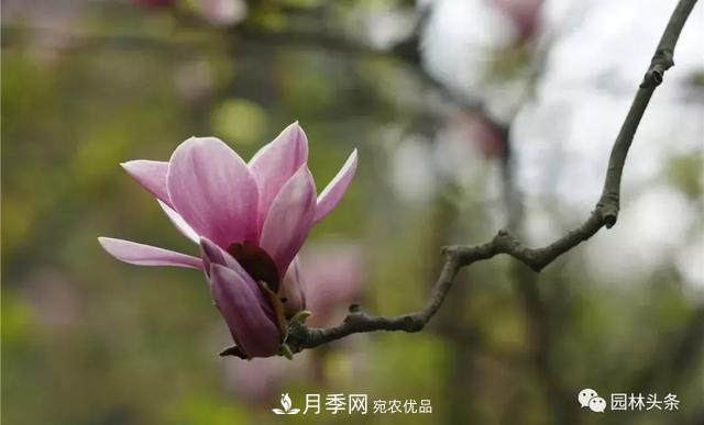 南阳南召：玉兰月季等优势乡土花木行情喜人(图1)