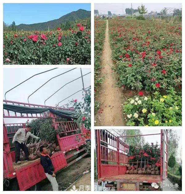 南阳南召：玉兰月季等优势乡土花木行情喜人(图5)