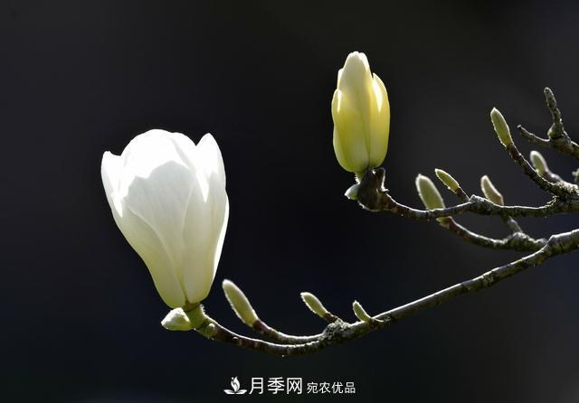 玉兰不好养？避免这4个问题，植株生长旺盛，枝繁叶茂开花多(图4)