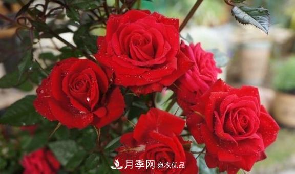 养月季，浇水很关键，学会这2个“窍门”，枝繁叶茂花满枝！(图1)