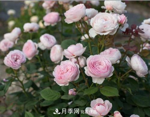 月季花长花苞后，及时给它施一种肥，不然影响正常开花(图2)