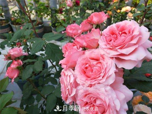 月季花长花苞后，及时给它施一种肥，不然影响正常开花(图4)