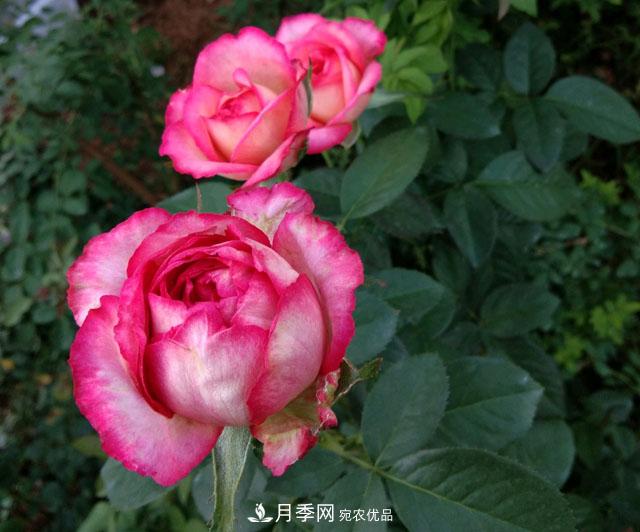 盆栽月季难养？掌握这3点，盆栽比地栽月季还好养！(图2)