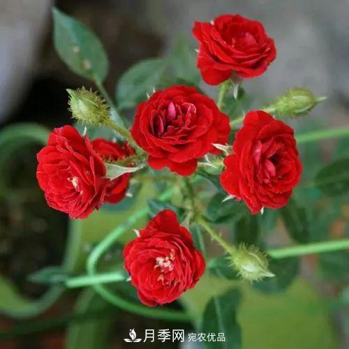 5种适合种在阳台的月季，生病几率小，开花有特色(图1)