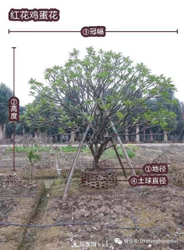 苗木必备基本常识手册(图8)