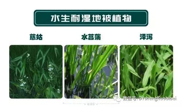 苗木必备基本常识手册(图14)