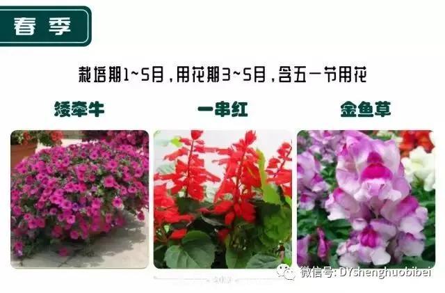 苗木必备基本常识手册(图19)