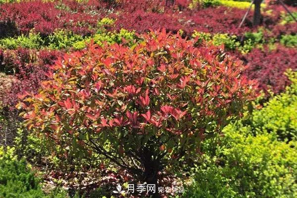 这些苗木价格最贵，市场潜力大，未来可以继续发展！(图3)