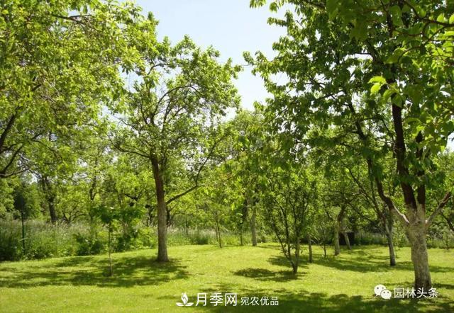 这些苗木价格最贵，市场潜力大，未来可以继续发展！(图5)