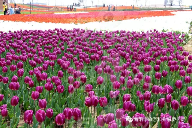 南阳旅游大发展：月季树艺 齐争芬芳 百花开放 满园春色(图6)