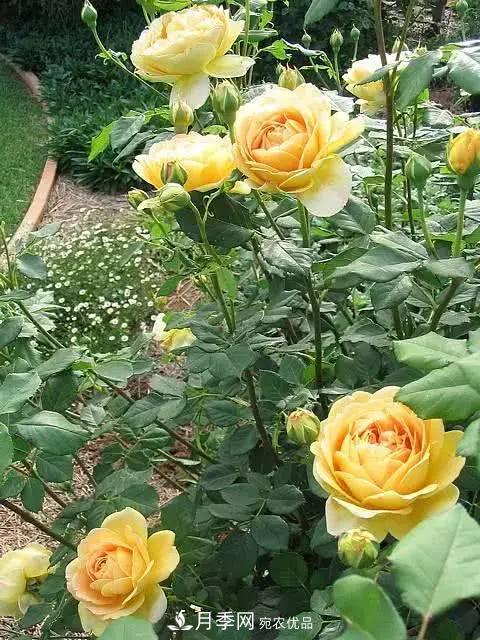 新扦插成活的月季就开了一朵花，需不需要剪掉？(图1)