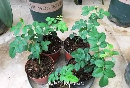 新扦插成活的月季就开了一朵花，需不需要剪掉？(图2)