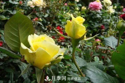 月季小苗想要长壮，学会这几招，快速成大苗！(图4)