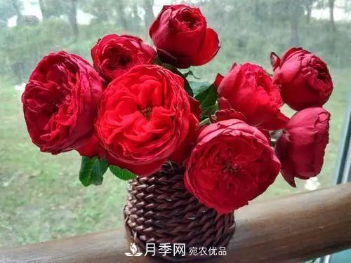 月季小苗想要长壮，学会这几招，快速成大苗！(图3)