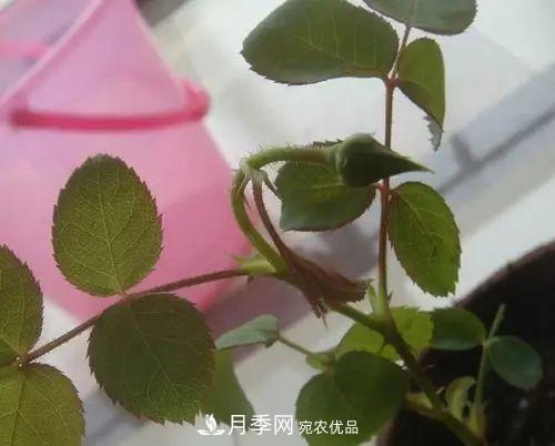 月季小苗想要长壮，学会这几招，快速成大苗！(图6)