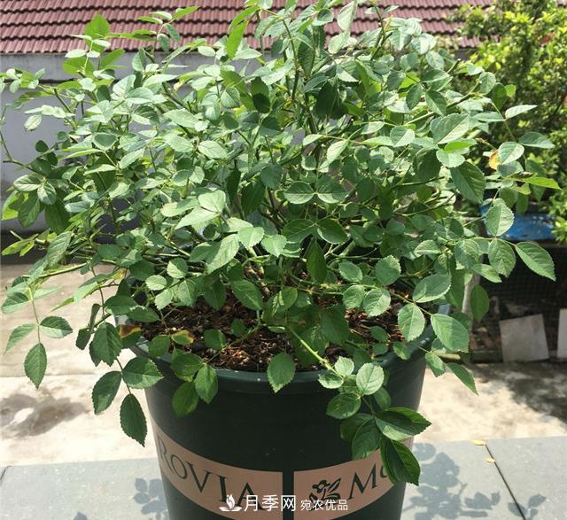 月季秋剪快上车，10月秋花开出一片花海(图3)