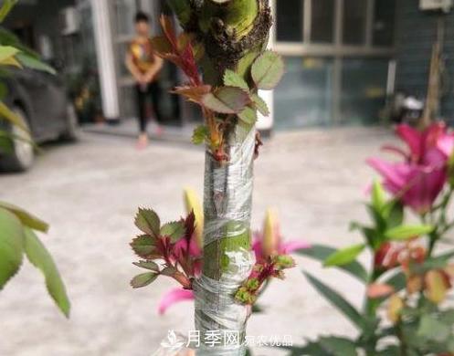 青岛路边用月季美化，开的月季花比拳头大，原来是月季嫁接的蔷薇(图5)