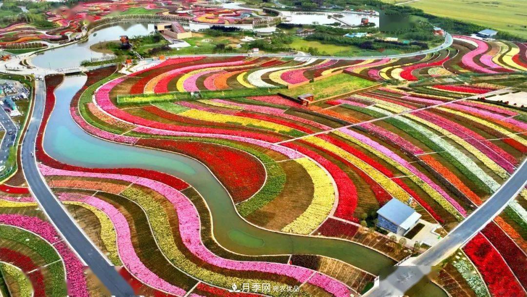 对于河南五朵金花的南阳月季，你知道多少？(图4)