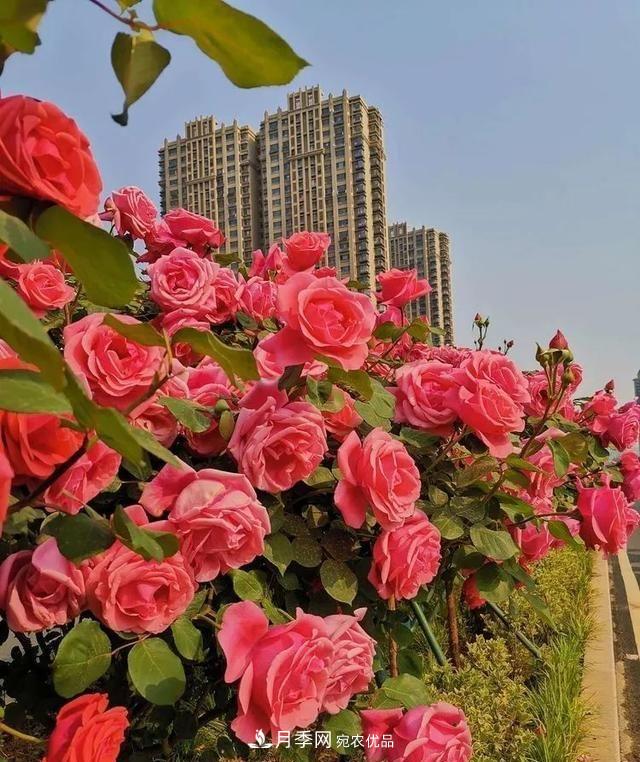 山东济南历城区唐冶西路的树状月季花海“美如艳”(图5)