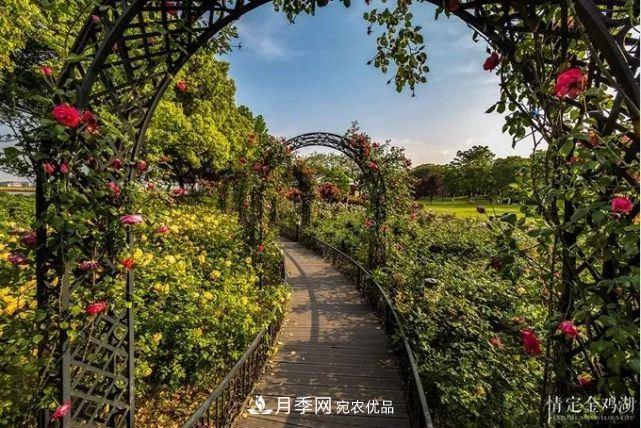 苏洲金鸡湖畔，赏大美月季花海(图3)