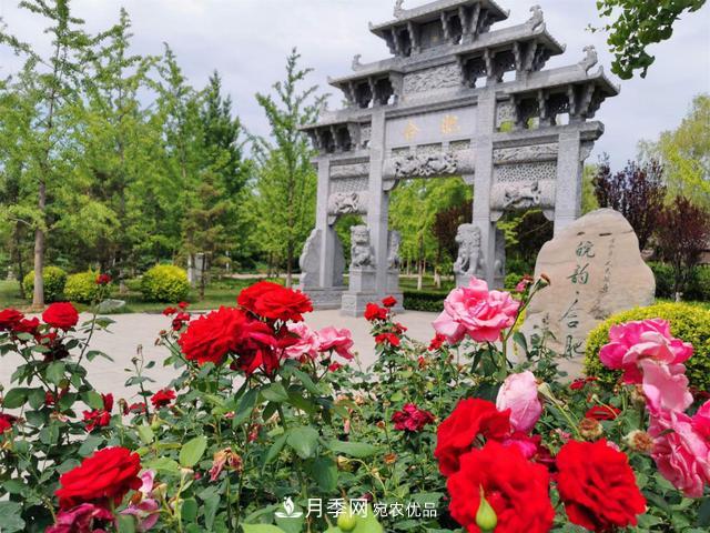 北京丰台看亭台楼阁赏各色月季(图1)