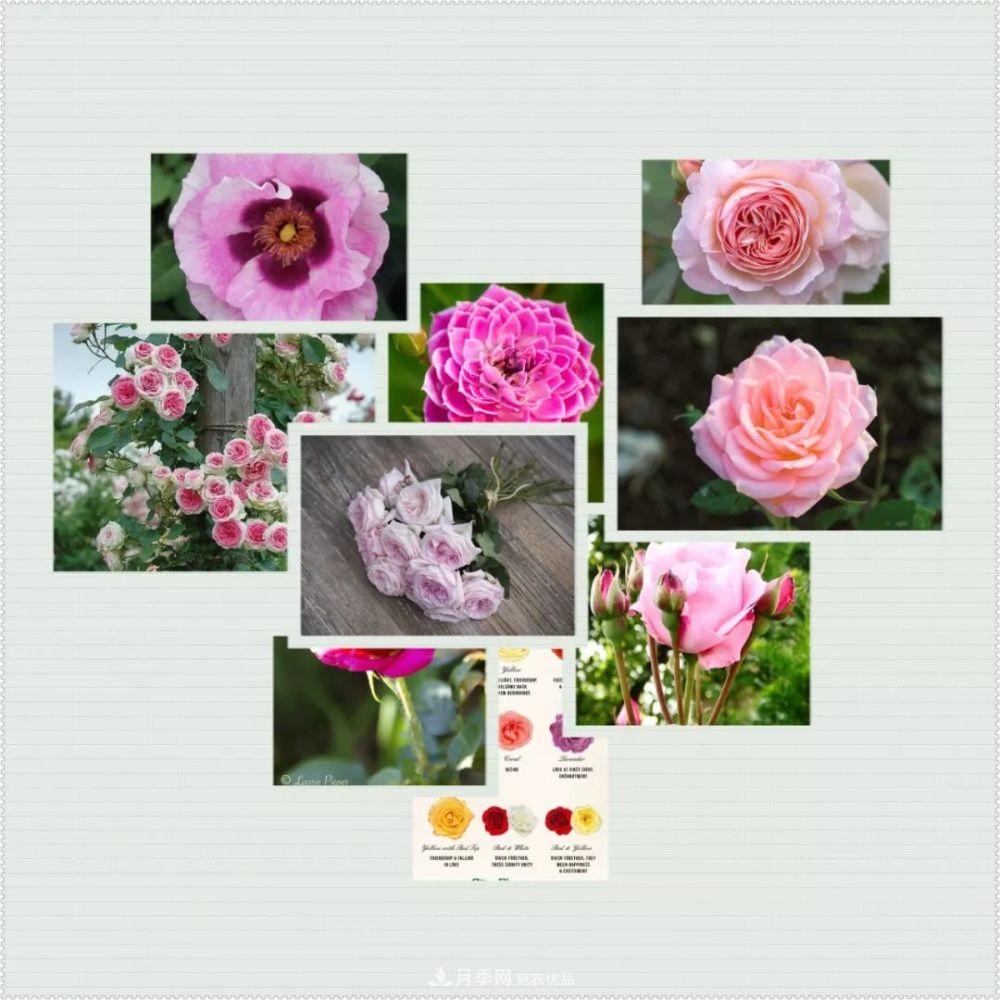 月季的前世今生：假如中国月季没有传入欧洲(图2)
