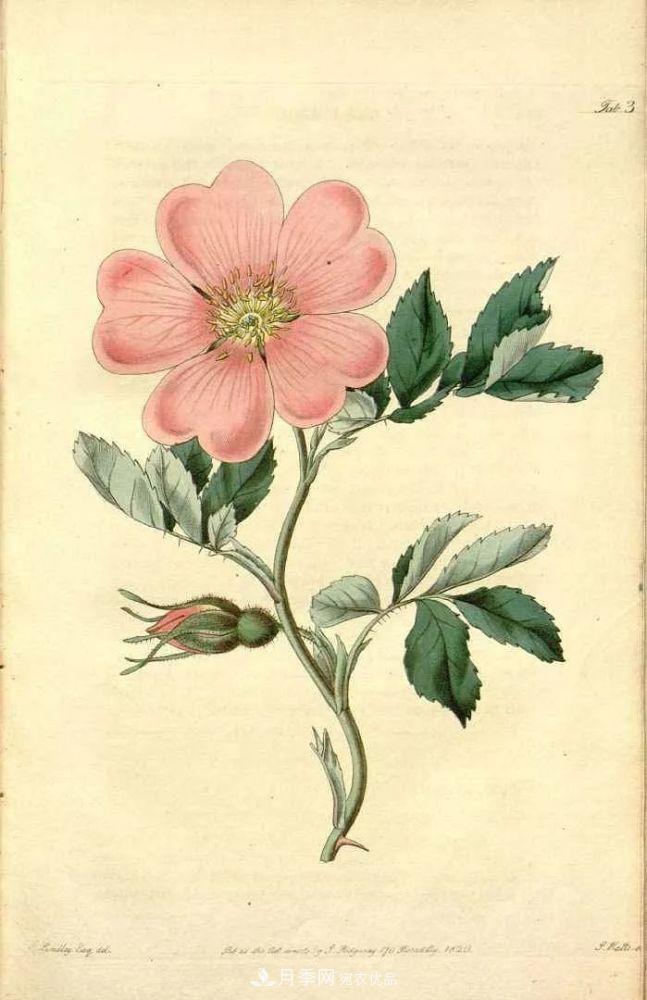 月季的前世今生：假如中国月季没有传入欧洲(图17)