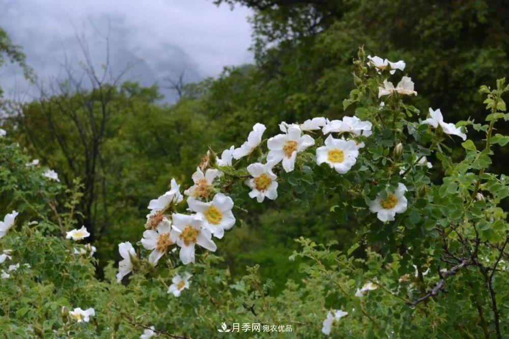 月季的前世今生：假如中国月季没有传入欧洲(图22)