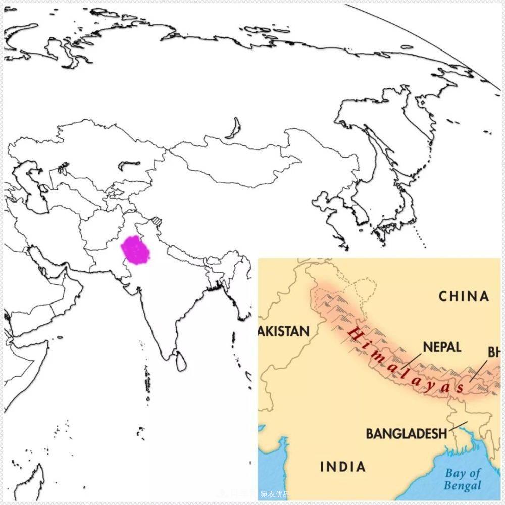 月季的前世今生：假如中国月季没有传入欧洲(图25)