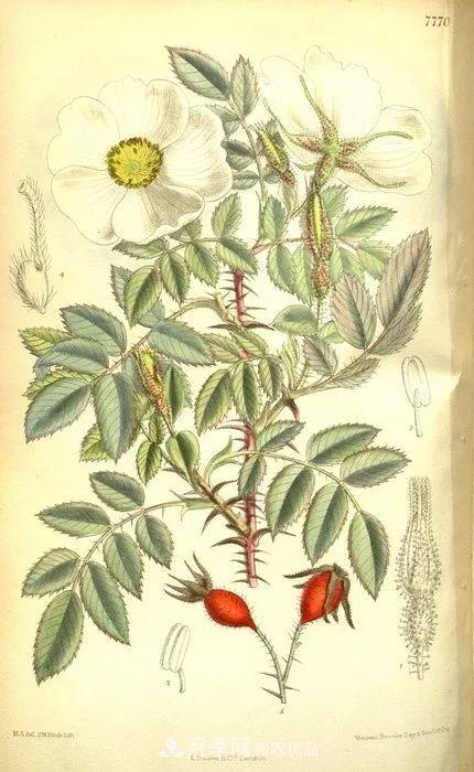 月季的前世今生：假如中国月季没有传入欧洲(图24)