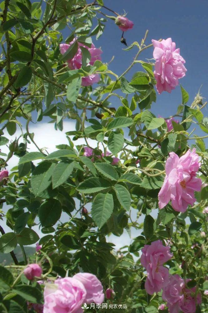 月季的前世今生：假如中国月季没有传入欧洲(图29)