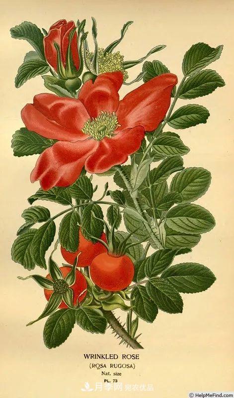 月季的前世今生：假如中国月季没有传入欧洲(图33)