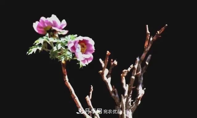 假花开始横行，擦亮眼睛，秋天这3种最容易造假(图3)
