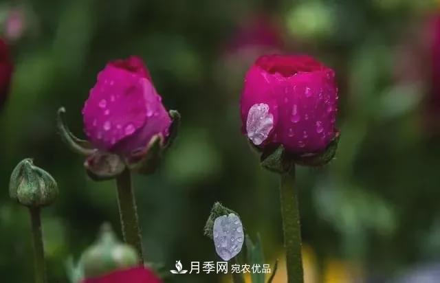 假花开始横行，擦亮眼睛，秋天这3种最容易造假(图1)