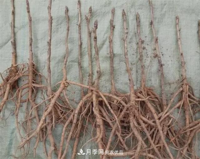 假花开始横行，擦亮眼睛，秋天这3种最容易造假(图4)