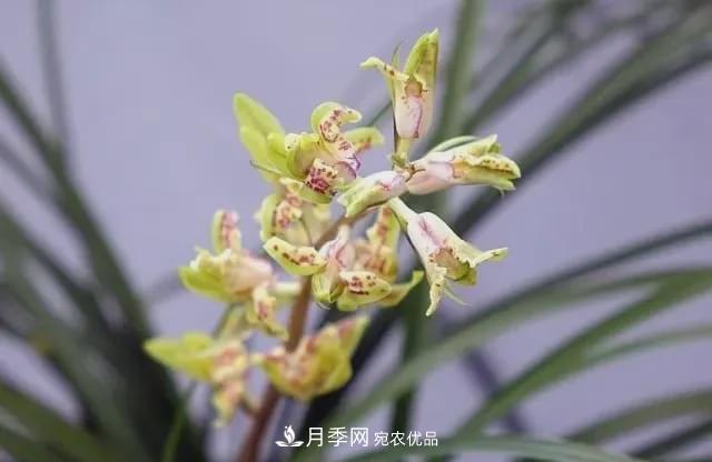 假花开始横行，擦亮眼睛，秋天这3种最容易造假(图7)