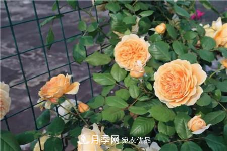 夏天乱浇水，月季多肉…浇一盆死一盆！(图1)