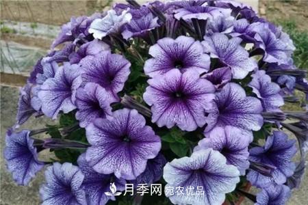 夏天乱浇水，月季多肉…浇一盆死一盆！(图7)