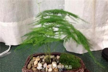 夏天乱浇水，月季多肉…浇一盆死一盆！(图8)