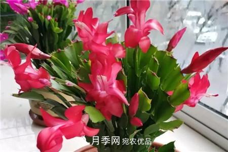 夏天乱浇水，月季多肉…浇一盆死一盆！(图11)