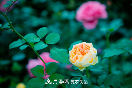 月季小苗怎么养，如何养壮？(图1)