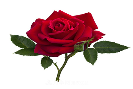 月季小苗怎么养，如何养壮？(图2)