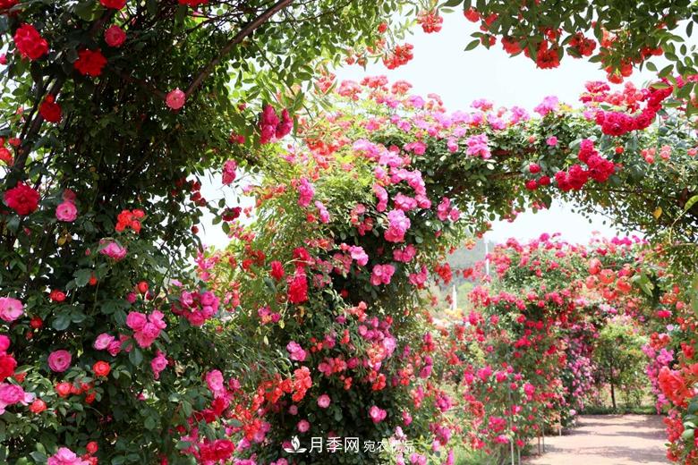 拱门造型月季浪漫穿行，梦幻般的时光旅行(图2)