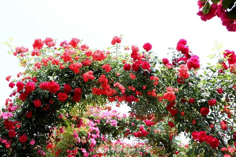 拱门造型月季浪漫穿行，梦幻般的时光旅行(图4)