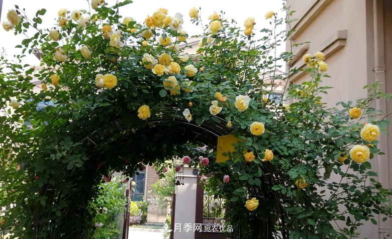 拱门造型月季浪漫穿行，梦幻般的时光旅行(图6)