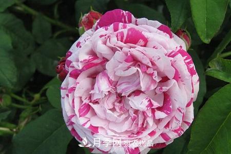 微型月季的养殖方法攻略(图9)