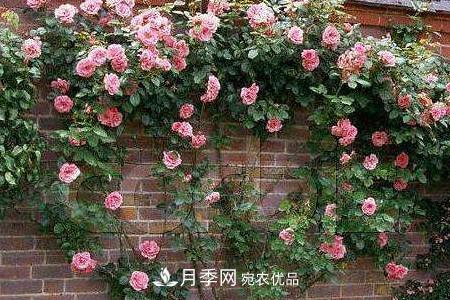 藤本月季制作月季花墙怎么固定？(图3)